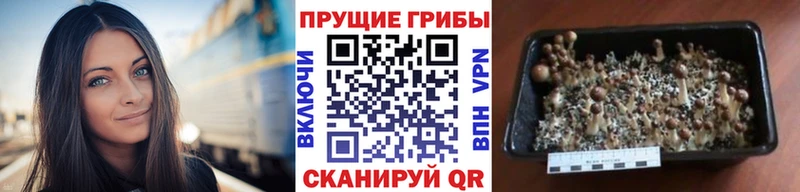 Купить закладки  Каменск-Уральский  Галлюциногенные грибы GOLDEN TEACHER 